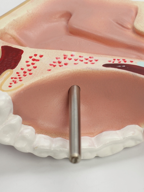 Макет "Ротовая полость в разрезе"