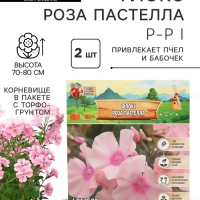 Флокс &laquo;Роза Пастелла&raquo; корневище в пакете с торфогрунтом, р-р I, 2 шт.