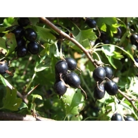 Йошта (крыжовник х смородина, йоштаберри) "Рекст" 1 шт, туба, Весна 2025