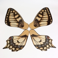 Бумага фигурная для букетов &laquo;Крылья бабочки&raquo;, желто-чёрный, 50&times;56 см, набор 10 шт.