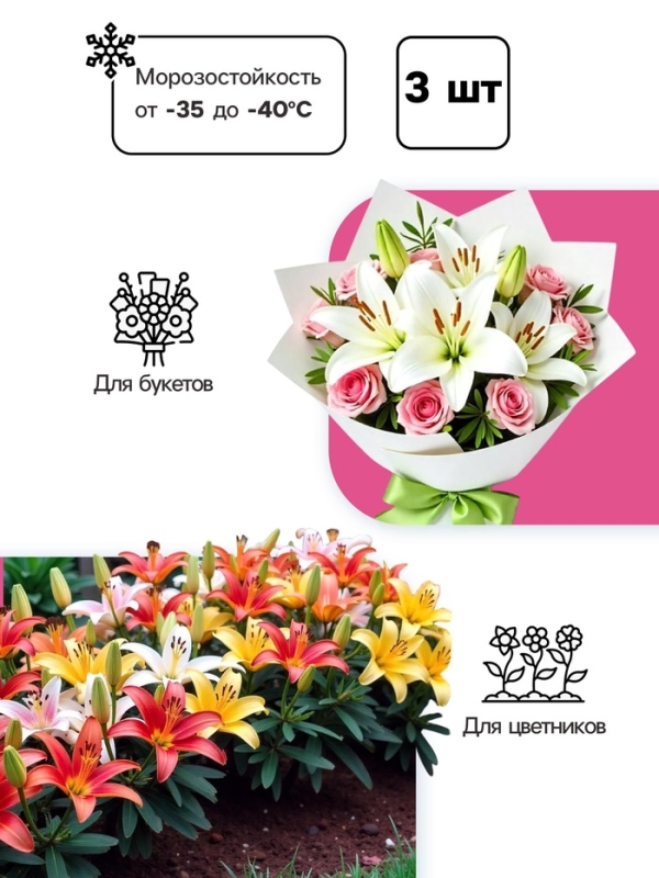 Лилия Восточная Virtuoso, луковица в пакете с перфорацией, р-р 12/14, 3 шт.
