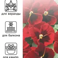 Семена Виола "Красное вино", 0,1 г