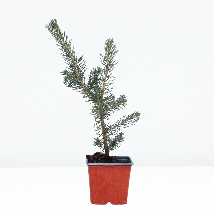 Ель сербская, Р9, 1шт, h 3-20 см, Осень 2024 Ель сербская, Р9, 1шт, h 3-20 см, Осень 2024