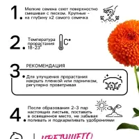 Семена   Астра Монпансье, смесь окрасок , 0,2г