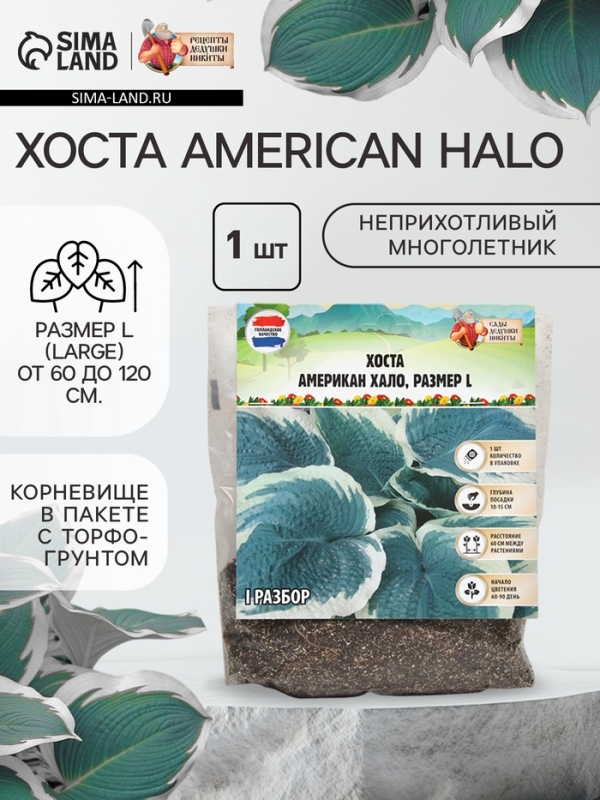 Хоста American Halo, р-р I, корневище в пакете с торфогрунтом, размер L,1 шт.