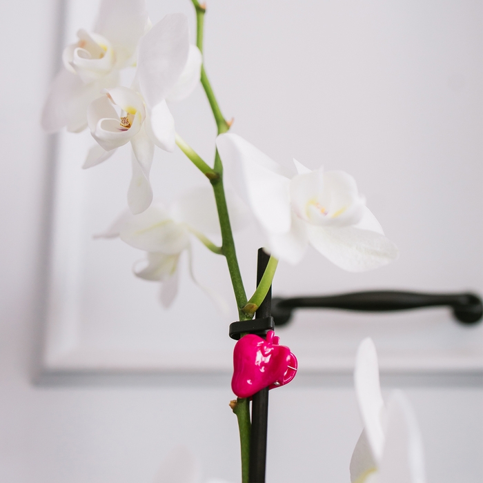 Клипса для растений &laquo;Улитка&raquo;, набор 10 шт., МИКС, Greengo