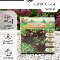 Лилия Азиатская «Ландини», луковица в пакете с перфорацией, р-р 12/14, 3 шт. Лилия Азиатская «Ландини», луковица в пакете с перфорацией, р-р 12/14, 3 шт.