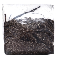 Лилейник "Roswitha", р-р I, 1 шт, Весна 2025, ЭКОНОМ,