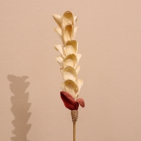 Сухоцвет на бамбуковом стебле 150 см белый Сухоцвет на бамбуковом стебле 150 см белый