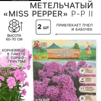 Флокс метельчтый Miss pepper корневище в пакете с торфогрунтом, р-р II, 2 шт.