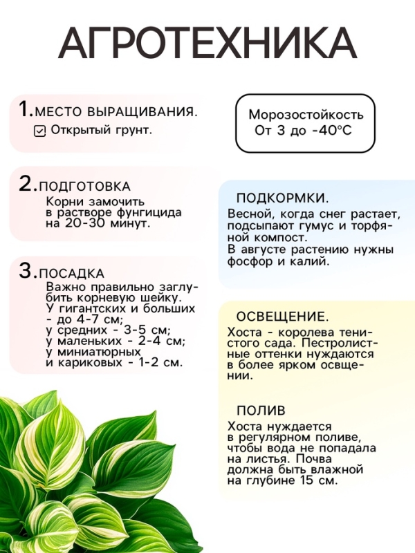 Хоста Fragrant Bouquet, корневище в пакете с торфогрунтом, р-р I, размер ML,1 шт.