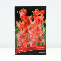 Гладиолус крупноцветковой &laquo;Российская селекция Малика&raquo;, луковица цветов в пакете с перфорацией, р-р 10/12, 5 шт.