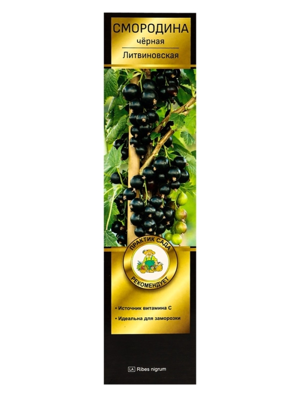 Смородина черная перспективные сорта "Литвиновская", 1 шт, туба, Весна 2025