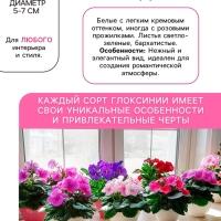 Глоксиния &laquo;Бланш де Меру&raquo;, многолетник, комнатный, луковица в пакете с перфорацией, р-р 5/6, 2 шт.