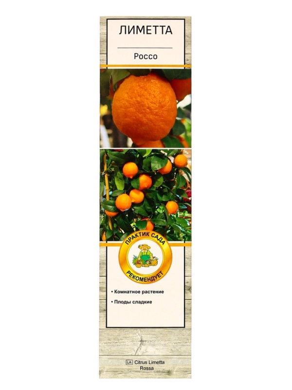 Цитрус "Лиметта Россо", туба, 1 шт, Весна 2025