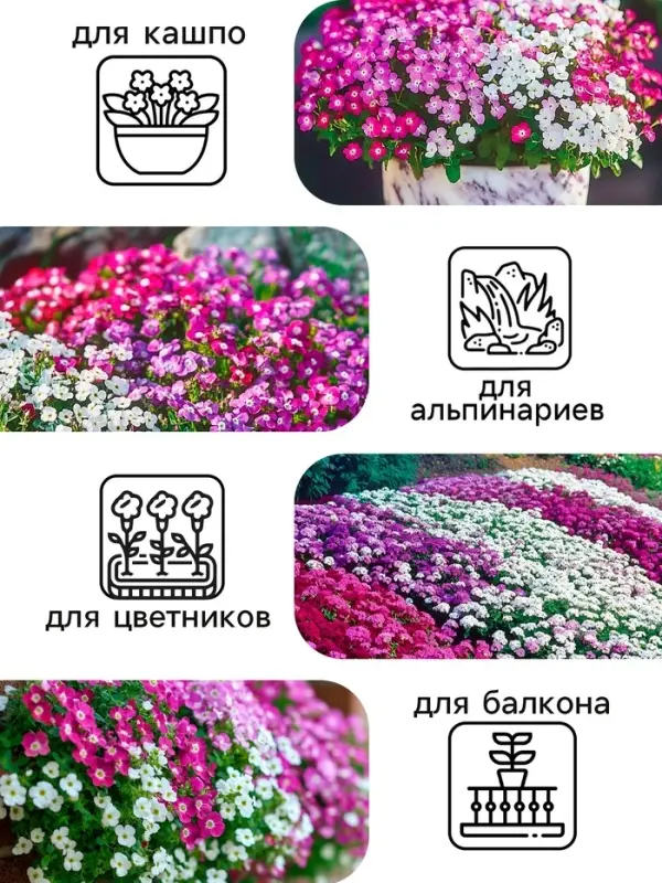 Семена цветов Алиссум &laquo;Ежевичные меренги&raquo;, 5 шт.