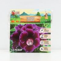 Глоксиния &laquo;Голливуд&raquo;, многолетник, комнатный, луковица в пакете с перфорацией, р-р 5/6, 2 шт.