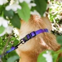 Ошейник «Даже на краю света», застёжка - фастекс, 2 см 25-40 см Ошейник «Даже на краю света», застёжка - фастекс, 2 см 25-40 см