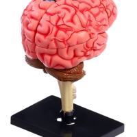 ЭВРИКИ Набор для опытов "Строение мозга", анатомическая модель