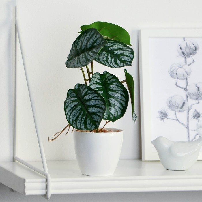 Бонсай в горшке «Филодендрон» 7,5х20 см, микс горшка Бонсай в горшке «Филодендрон» 7,5х20 см, микс горшка