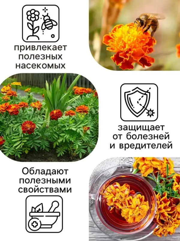 Семена цветов Бархатцы отклонённые "Мандарин", махровые, 0,3 г