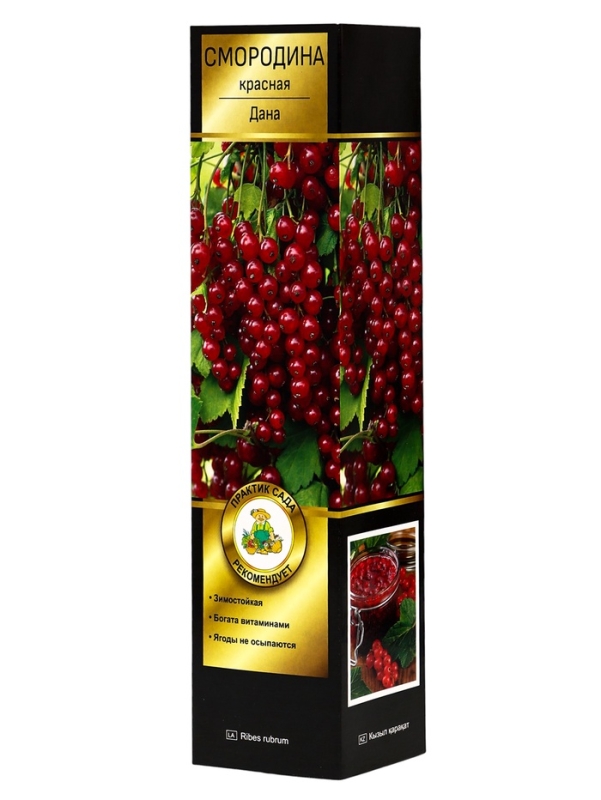 Смородина красная перспективные сорта Дана/ЦКорЛюкс