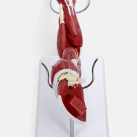 Макет "Рука, мышечное строение" 38см Макет "Рука, мышечное строение" 38см