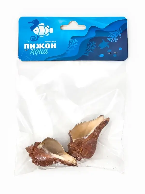Ракушка декоративная, длина 5-6 см, ширина 4 см