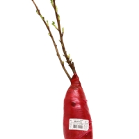 Смородина черная &laquo;Мулатка &raquo;, перспективные сорта, саженец, плодовый, 1 шт., туба