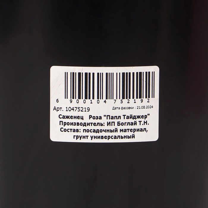 Саженец Розы Саженец Розы "Папл Тайджер", Горшок С4, Лето 2024