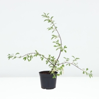 Вишня степная Пламенная, горшок С3, 1 шт, Осень 2024