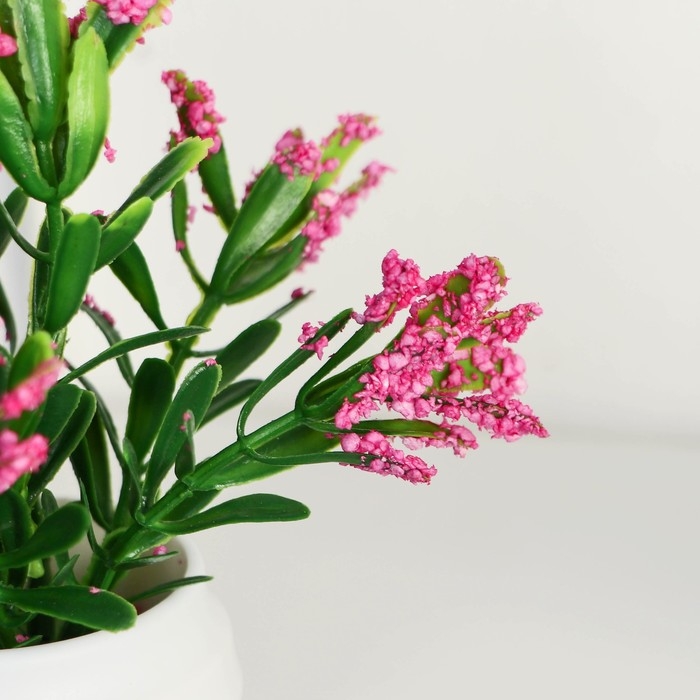 Бонсай в горшке Бонсай в горшке "Крассула" 5,5х11 см, микс