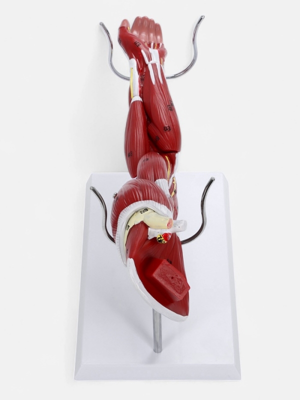 Макет Макет "Рука, мышечное строение" 38см