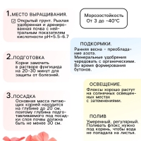 Флокс &laquo;Юник Оранж&raquo; корневище в пакете с торфогрунтом, р-р I, 2 шт.