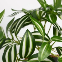 Бонсай в горшке "Традесканция расписная" 7,5х16 см