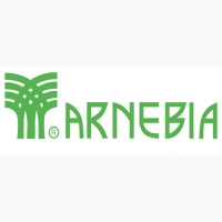 Arnebia
