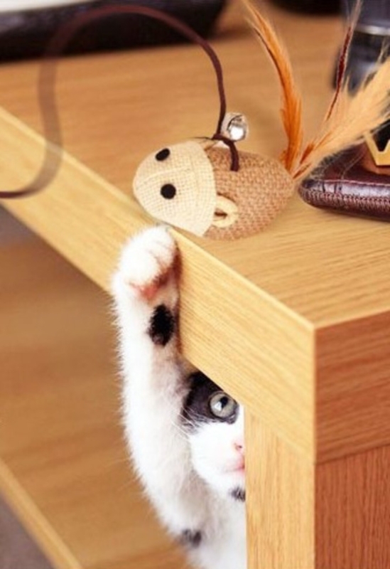 Удочкка дразнилка для кошек Удочкка дразнилка для кошек