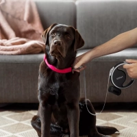 Поводок-рулетка поводок для собак КТ-6274 Поводок-рулетка поводок для собак КТ-6274