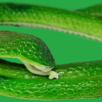 Антистресс игрушка змея