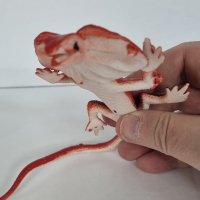 Антистресс игрушка ящерица с жабрами
